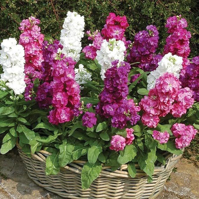 300+Annual Matthiola Stock Flower Seed for Planting Outdoor-Mixed Matthiola Incana Flower Plant for Garden Home Non-GMO