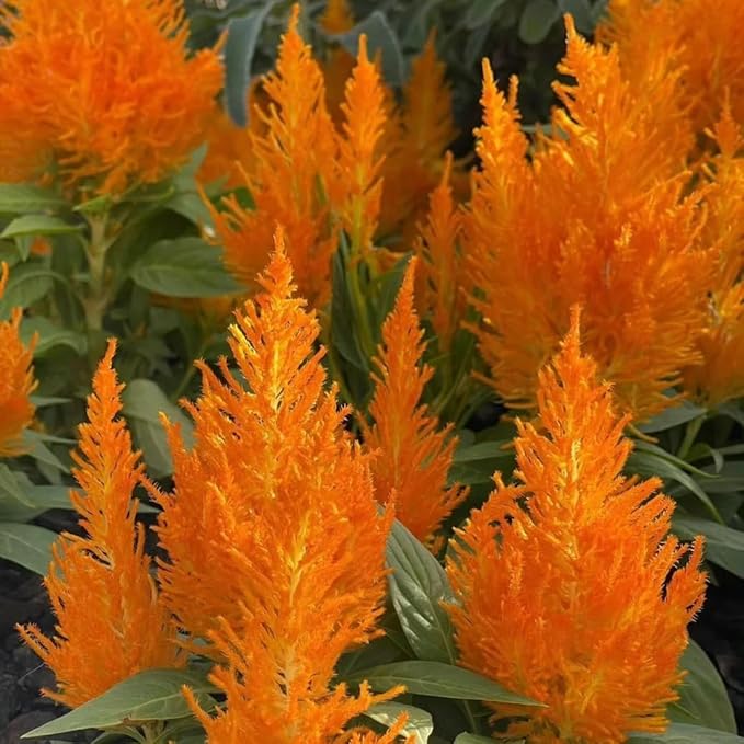 Mixrug Mix Cockscomb Seeds for Planting, 100pcs Rare Perennial Flame Celosia Flower Seeds Plants, Non-GMO Heirloom Open Pollinated Beauty Flowers Home Garden for Outdoors