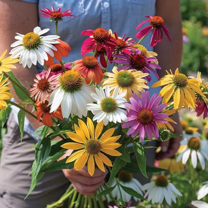 1200+ Mixed Color Echinacea Seeds - Perennial Multi-Color Coneflower, Non-GMO Heirloom for Gardens, Pollinators & Cut Flowers