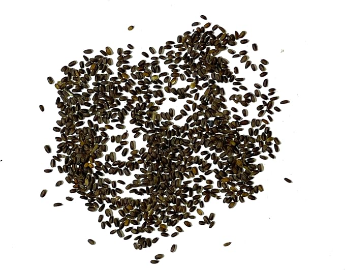 Seed Needs Anise Hyssop Seeds for Planting Agastache foeniculum - Non-GMO Heirloom & Untreated - Grow a Medicinal/Culinary Herb Garden for Tea & Essential Oils (2 Packs)