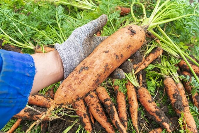 KIRA SEEDS - Seeds Carrot Red Giant - Heirloom Vegetable - GMO Free