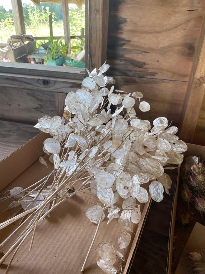 TomorrowSeeds - Money Plant (Lunaria) Seeds - 300+ Count - for 2026 Planting Non-GMO Heirloom Lunaria Honesty Silver Dollar Perennial Wildflower Garden Flower Dried Bouquet House Plant Live