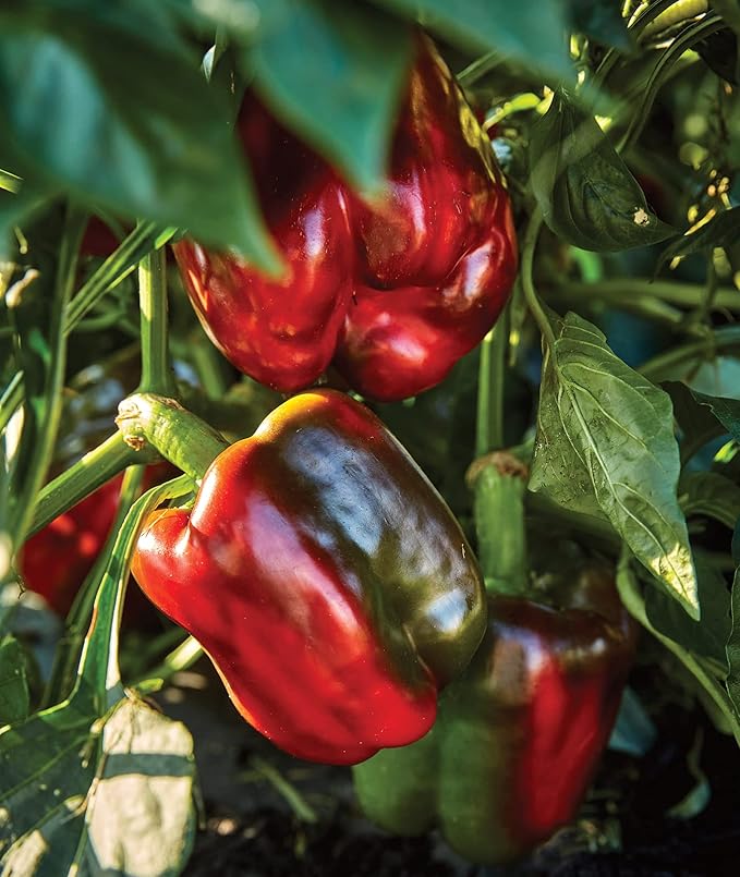 Burpee California Wonder Sweet Pepper Seeds | 300 Non-GMO Heirloom Pepper Seeds for Home Garden | Large Red Bell Peppers & Green Bell Peppers for Stuffing | Seeds for Planting