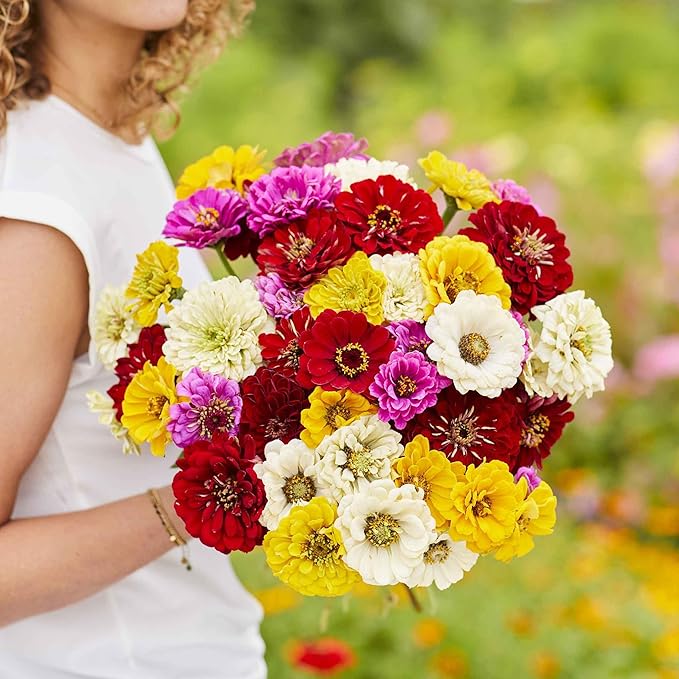 Eden Brothers Zinnia Seeds - Benary Giant Mix, Non-GMO Seeds for Planting, Packet | Low-Maintenance Flower Seeds, Plant During Spring, Zones 3, 4, 5, 6, 7, 8, 9, 10