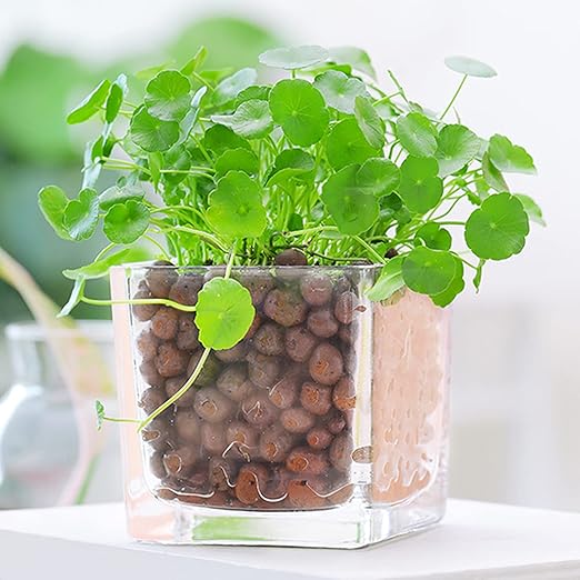 WAURHER Leca Expanded Clay Pebbles 2LBS Grow Media for Indoor Plants Hydroponic Growing Gardening System Supplies …