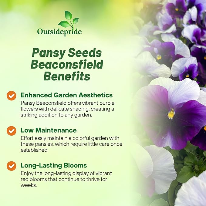 Outsidepride Purple & White Bicolor Beaconsfield Viola Pansy Seeds for Planting - 2,000 Pcs. Cold-Hardy & Pollinator Friendly Flowers with Fragrant Blooms for Garden Beds, Borders & Container Displays
