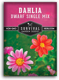 Dwarf Single Mix Dahlia Seeds for Planting - Compact Colorful Blooms for Beds, Borders & Containers - Easy-Grow Flower Variety - Heirloom Non-GMO - Survival Garden Seeds (1 Pack)