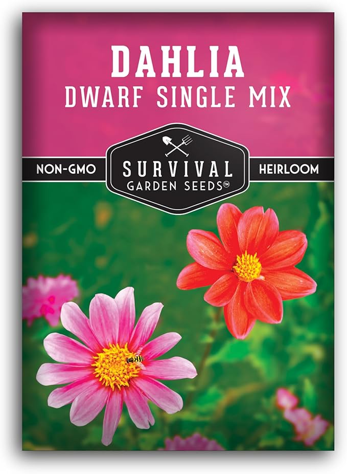 Dwarf Single Mix Dahlia Seeds for Planting - Compact Colorful Blooms for Beds, Borders & Containers - Easy-Grow Flower Variety - Heirloom Non-GMO - Survival Garden Seeds (1 Pack)