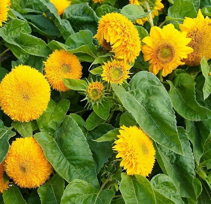 Dwarf Sunflower Seeds for Planting - 50 Heirloom Non GMO Teddy Bear Sunflower Seeds Plant & Grow Home Outdoor Annual Garden - 1 Packet