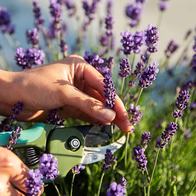 2000+ PCS Premium English Lavender Seeds Non-GMO Herb Seeds Wildflower Seed for Planting Indoor Outdoor High Germination Plant Flower Seeds
