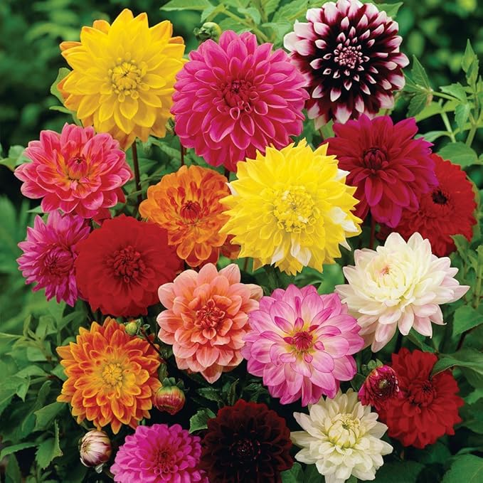 KIRA SEEDS - Seeds Double Dahlia Mix - Annual Flowers for Planting - GMO Free