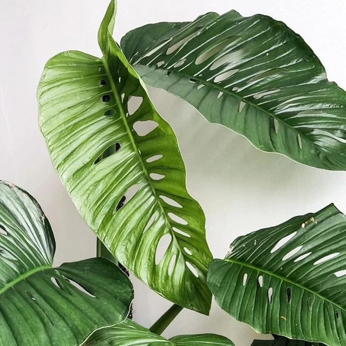 GARDENERA Monstera Lechleriana Schott Soil Mix - Specially Formulated for Strong Root Development - 2 Quart