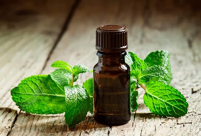 KIRA SEEDS - Seeds Peppermint Mint - Heirloom Herbs - GMO Free