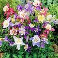 50+ Columbine Flower Seeds for Planting - Delicate Bell-Shaped Blooms, Shade Tolerant & Cold Hardy Perennial, Attracts Hummingbirds, Perfect for Woodland Gardens & Containers