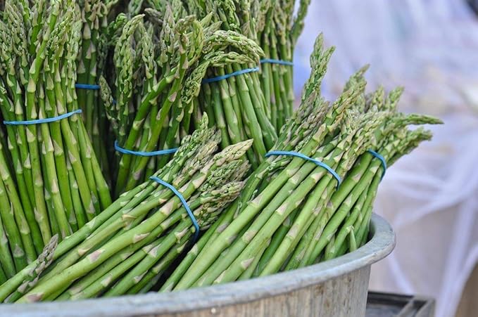 50+ Seeds Mary Washington Asparagus (Sparrow Grass) - Vegetable Green