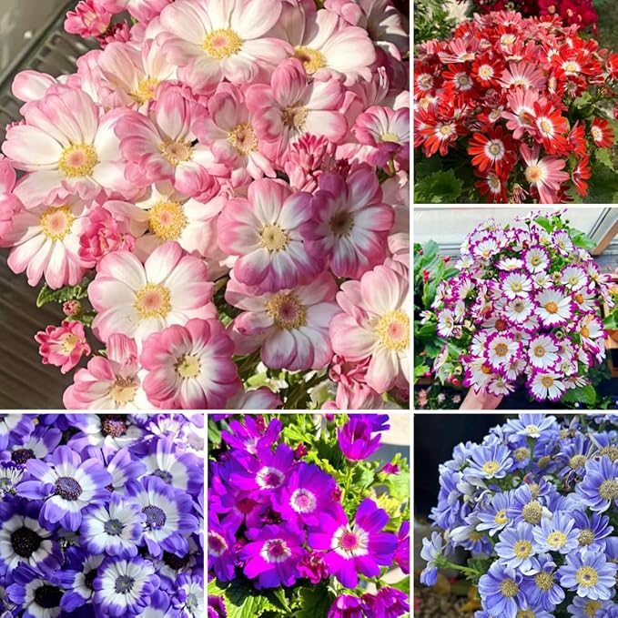 1000 Pieces Cineraria Flower Seeds,Winter to Spring Blooming, 10-20 Days Germination, Indoor Pots and Shade Gardens