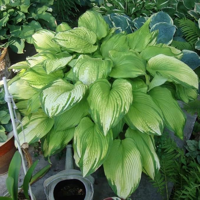 Mix Hosta Seeds for Planting, 280+pcs Rare Perennial Hosta Flower Seeds Plants, Non-GMO Heirloom Long Blooming Shaded Entry Pathway Flowers for Garden Outdoors