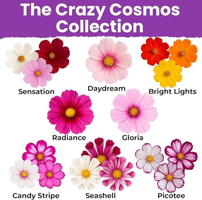 NatureZ Edge, Crazy Cosmos Seeds for 2026, 9450 Cosmos Seed, 2.25 oz, Made in USA, Annual Cut Flowers, Wildflower Seeds Bulk for Planting Flowers, Wild Flowers Seed Throw and Grow, semillas de Flores