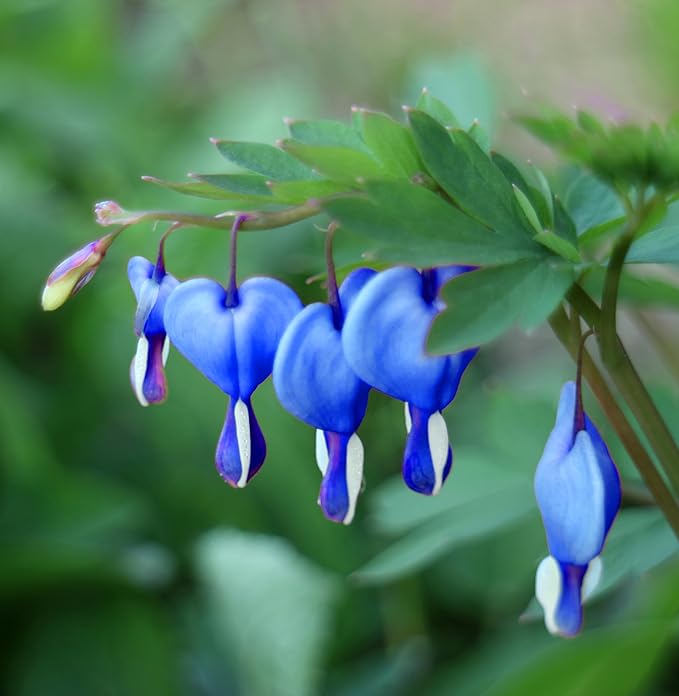 Rare 20 Pcs Lavender hues Seeds Perennial Bleeding Heart Shade Flower Garden