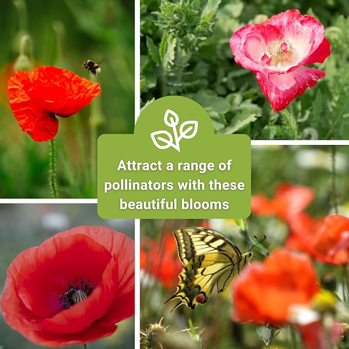 Sow Right Seeds - Poppy Flower Seeds Collection for Planting - Corn, Oriental, American Legion - Non-GMO Heirloom Varieties to Plant & Grow a Beautiful Garden - Perfect for Wildflower Cottage Garden