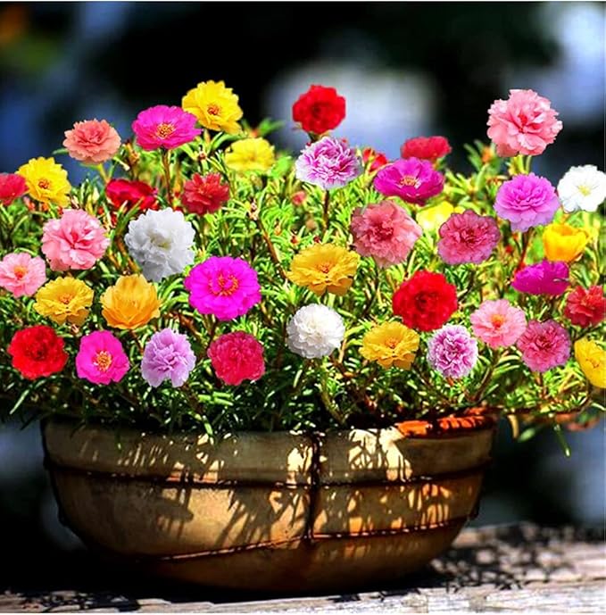 Moss Rose Mix Seeds – Annual Flower (Portulaca grandiflora) | Drought-Tolerant Ground Cover, Vibrant Blooms in Multiple Colors