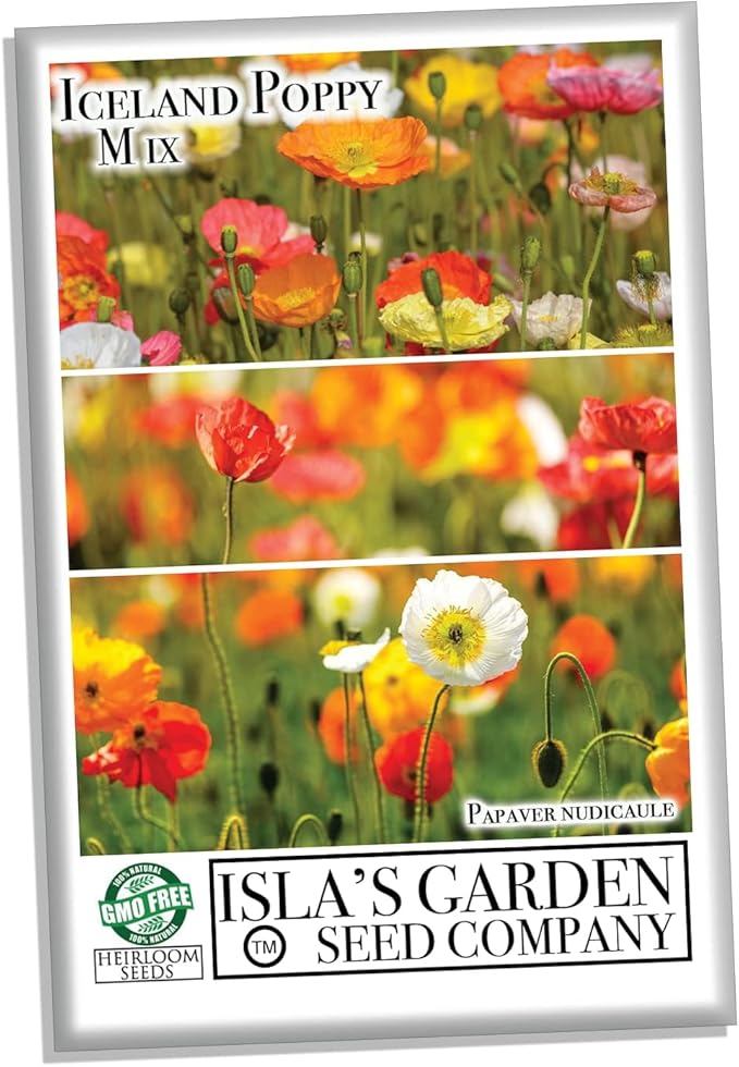 Iceland Poppy Seeds Flower Mix, 3000 Heirloom Flower Seeds Per Packet, Non GMO Seeds, Botanical Name: Papaver nudicaule, Isla's Garden Seeds