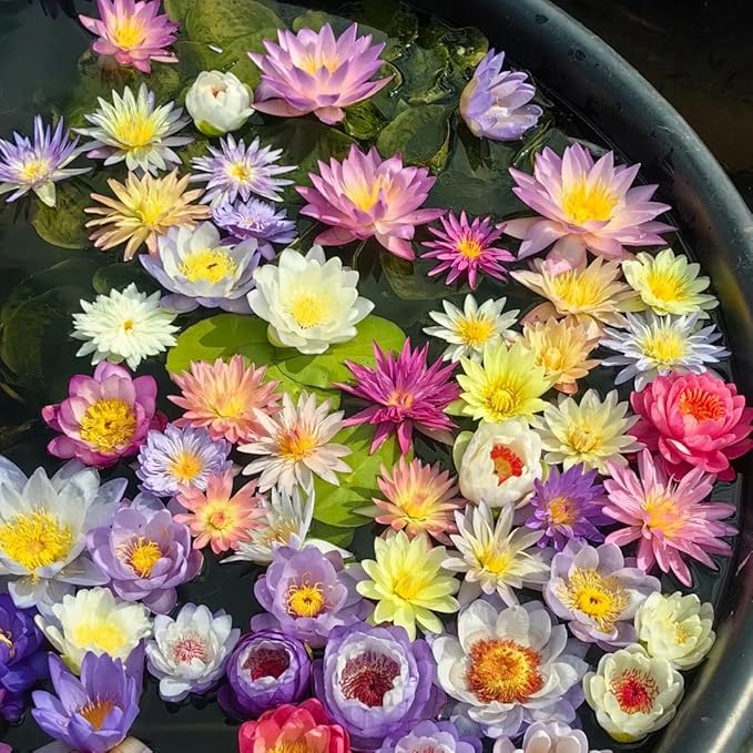 Mixed Bowl Lotus Seeds for Planting, 35 Water Lily Flower Plant Seed, Non-GMO Bowl Lotus Fresh Garden Seeds for Home Indoor Outdoor and Garden