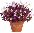 Pack of 24 Purple Shamrocks Bulbs, Oxalis Bulbs for Planting, Oxalis Triangularis Bulbs Good Luck Flower Bulbs