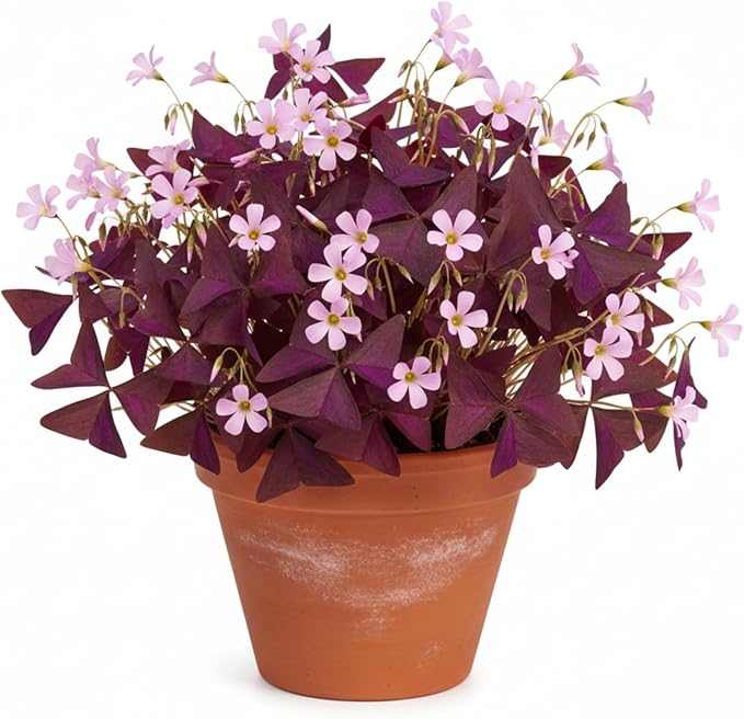 Pack of 24 Purple Shamrocks Bulbs, Oxalis Bulbs for Planting, Oxalis Triangularis Bulbs Good Luck Flower Bulbs
