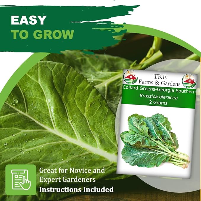 TKE Farms & Gardens - Georgia Southern Collard Green Seeds for Planting, 2 Grams, 225 Seeds, Non-GMO, Heirloom, Perfect Winter & Fall Vegetable Seeds, Includes Instructions, Brassica oleracea