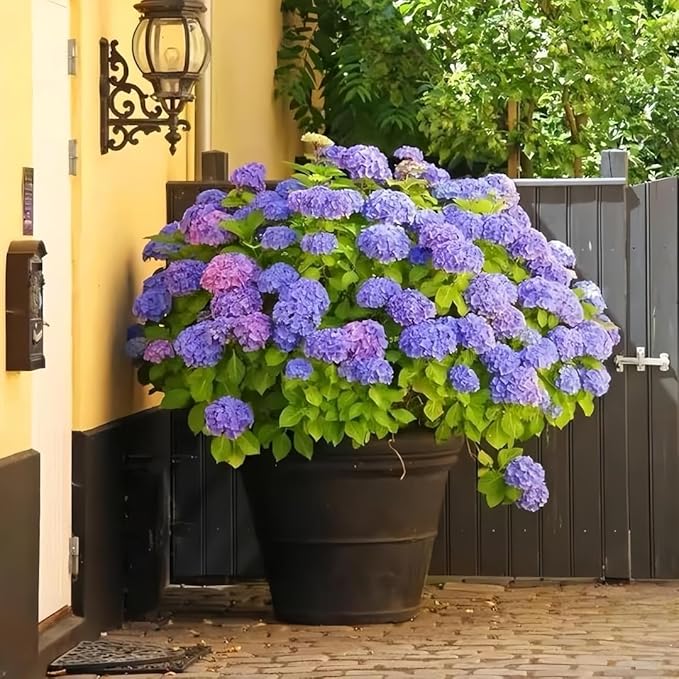 Hydrangea Flower Seeds 30pcs– Non-GMO Perennial Ornamental Plant, Colorful Blooms for Garden, Patio & Landscaping