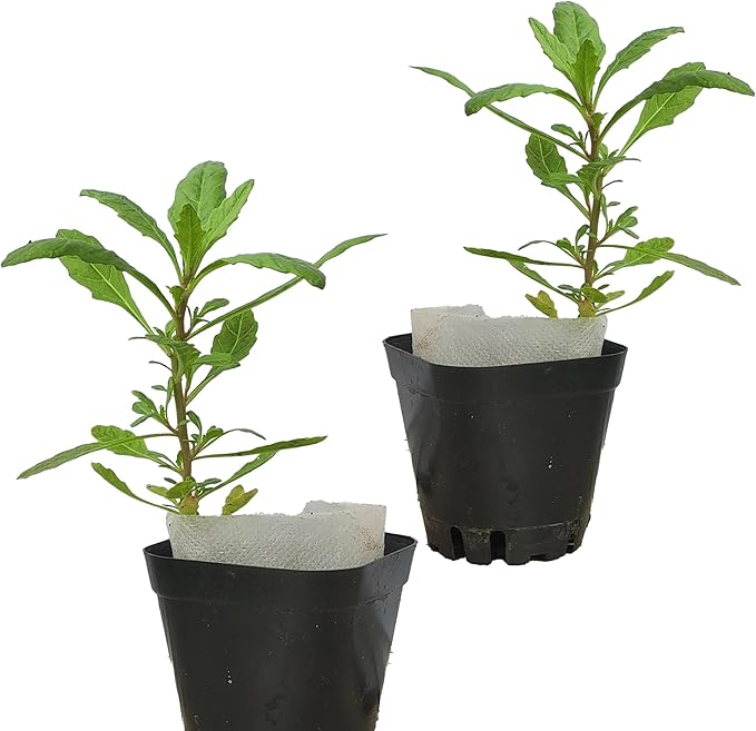 Live Epazote Plant/Mexican Tea. Year's Supply. Family Pack. Helps Immunity, Digestion, Metabolism. Flavorful, Pungent, Fresh, Edible. Easy Grow. Indoor/Outdoor. (2 Epazote in Cup)