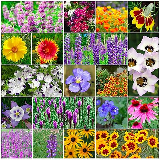 US Native Wildflower Mix - Annuals and Perennials Approx. 6500+ Seeds