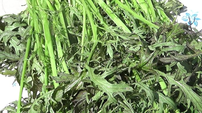 Seeds Mizuna Mix Lettuce Salad (Japanese Cabbage) Water Microgreen Heirloom Vegetable Non GMO