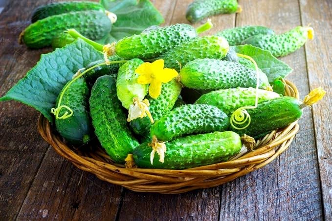 Seeds Indoor Cucumber Self-Pollinating 10 Seeds for Planting Non-GMO