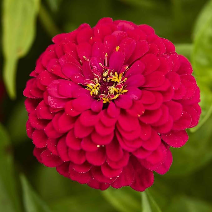 Eden Brothers Zinnia Seeds - Meteor, Non-GMO Seeds for Planting, Packet | Low-Maintenance Flower Seeds, Plant During Spring, Zones 3, 4, 5, 6, 7, 8, 9, 10