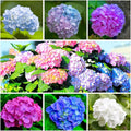 60+ Mixed Color Hydrangea Seeds for Planting, Hydrangea macrophylla Giant Snowball Hydrangea Fast Growing Shrub, Flower Plant Wedding, Outdoor Garden - Potted Plants
