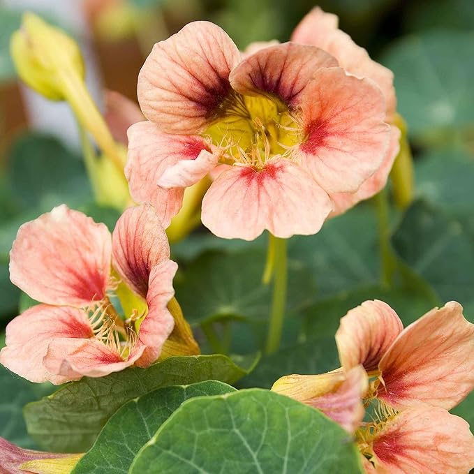 Eden Brothers Nasturtium Seeds - Ladybird Rose