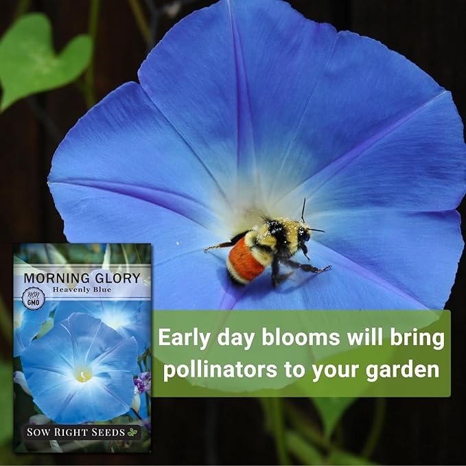 Sow Right Seeds - Heavenly Blue Morning Glory Seeds for Planting - Non-GMO Heirloom Packet with instructions to Grow - Perennial Vining Variety with Delicate Blue Blooms - Beautiful Trailing Decor (1)