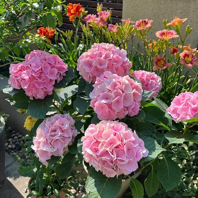 Mixrug Pink Hydrangea Seeds for Planting, 50+pcs Perennial Rare Exotic Ball Hydrangea Flowers Seeds Plants, Non-GMO Heirloom Beauty Home Garden Bloom Flowers in Outdoors
