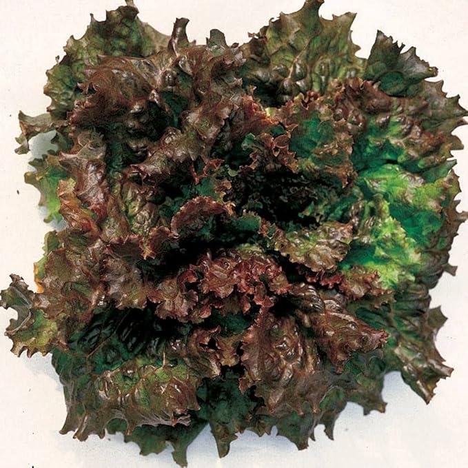 Park Seed Lettuce Salad Mix Edible Plant Seeds – Best Lettuce Collection with Buttercrunch, Red Sails, Super Jericho & More, High Yield & Easy to Grow, Gourmet Variety, Pack of 2600