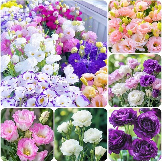 1000+Mixed Lisianthus Seeds for Planting-Lisianthus Thornless Roses Seeds