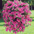 100 Petunia Seeds Easy to Grow Hanging Basket Flower for Planting Garden Home Garden Balcony Pink Flowers Seeds