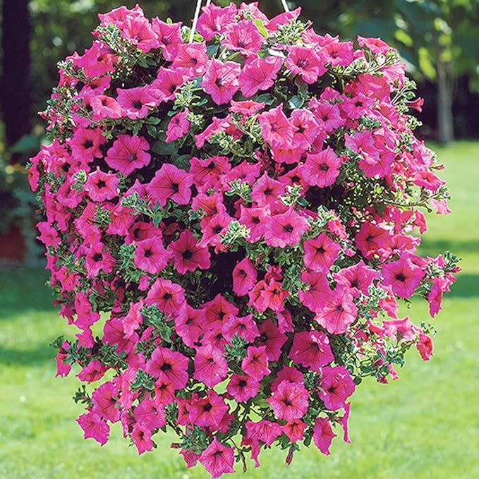 100 Petunia Seeds Easy to Grow Hanging Basket Flower for Planting Garden Home Garden Balcony Pink Flowers Seeds