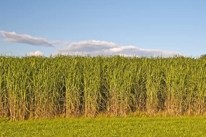 Switchgrass Seeds for Planting - Fast Growing and Hardy Prairie Grass, Bio Fuel Grass or Privacy (1 Pound)