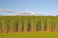 Switchgrass Seeds for Planting - Fast Growing and Hardy Prairie Grass, Bio Fuel Grass or Privacy (1 Pound)