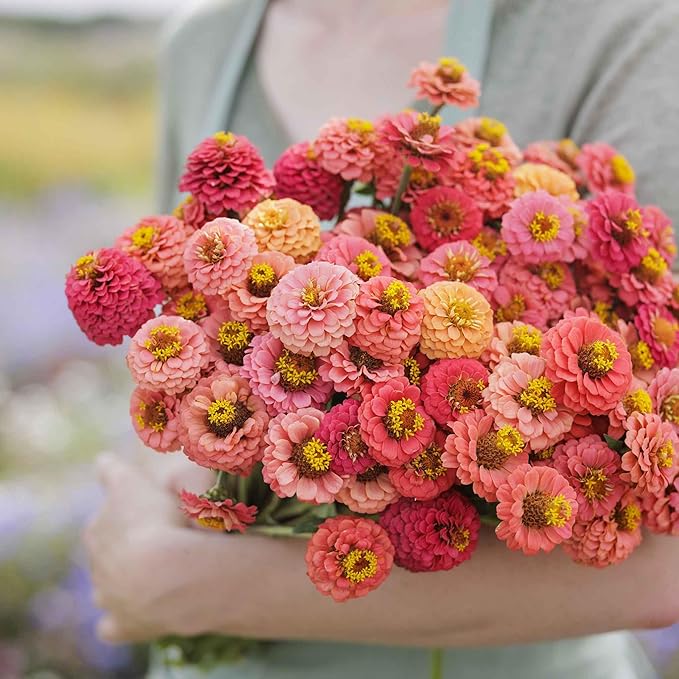 Eden Brothers Zinnia Seeds - Lilliput Salmon, Non-GMO Seeds for Planting, 1/4 lb | Low-Maintenance Flower Seeds, Plant During Spring, Zones 3, 4, 5, 6, 7, 8, 9, 10
