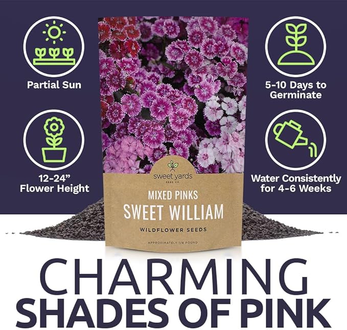 Sweet William Seeds – Mixed Pink Colors – Extra Large Packet – Over 120,000 Open Pollinated Non-GMO Flower Seeds – Dianthus barbatus