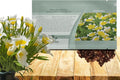 Outsidepride Meadowfoam Seeds - 1000 Pcs. Annual, Self-Seeding & Low Maintenance, Ground Cover Seeds for Planting Fragrant Yellow-White Blooms, Great for Gardens, Borders, & Container Displays