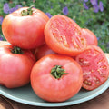 Burpee Pink Pounder Hybrid (PT 1106) Tomato Seeds 35 seeds